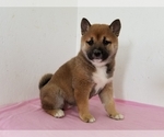 Small Photo #5 Shiba Inu Puppy For Sale in CLARK, MO, USA