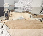 Small #2 Mastiff