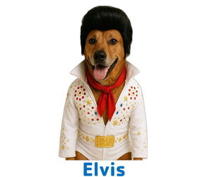 Mutt Dogs for adoption in Garner, NC, USA