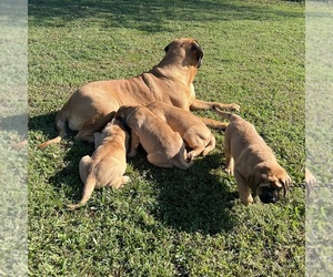 Mastiff Puppy for Sale in MURRYSVILLE, Pennsylvania USA