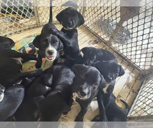 Medium Photo #1 Goldmation Puppy For Sale in CINCINNATI, OH, USA