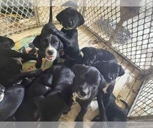 Goldmation Puppy for sale in CINCINNATI, OH, USA