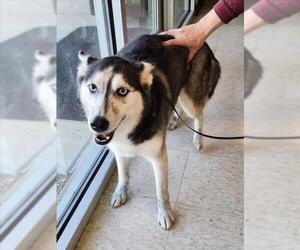 Siberian Husky-Unknown Mix Dogs for adoption in Plano, TX, USA