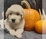 Puppy Orange boy Golden Retriever