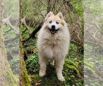 Small #3 Huskies -Pomeranian Mix