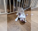 Small Photo #16 French Bulldog Puppy For Sale in GARLAND, TX, USA
