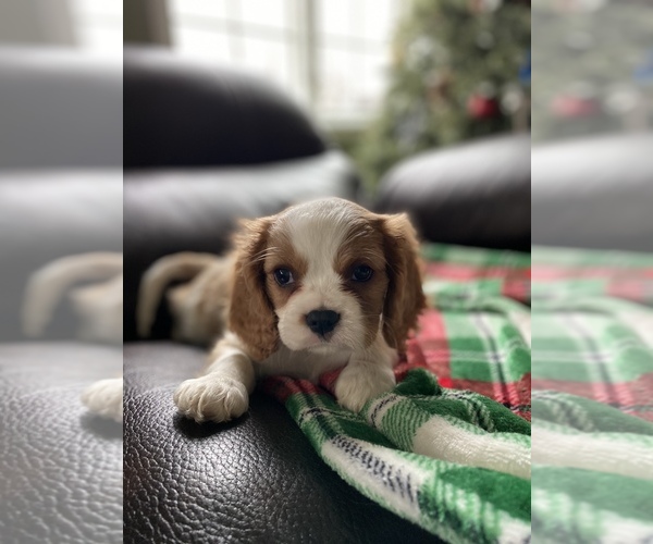 Medium Photo #1 Cavalier King Charles Spaniel Puppy For Sale in HILLMAN, MI, USA