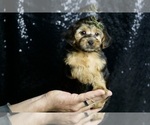 Small #1 YorkiePoo