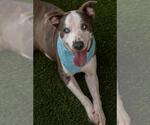 Small #1 Mutt