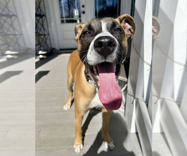 Medium Photo #11 Boxer-Unknown Mix Puppy For Sale in Mooresville, NC, USA