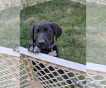 Small #5 Labrador Retriever Mix