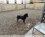 Small #3 Rottweiler
