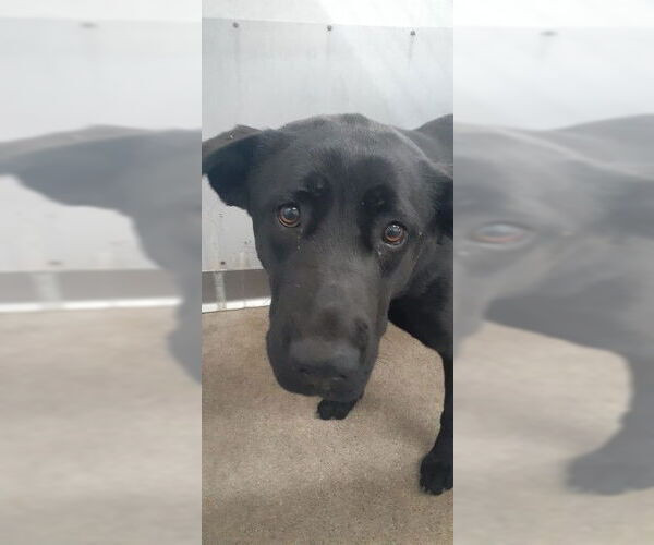 Medium Photo #1 German Shepherd Dog Puppy For Sale in San Bernardino, CA, USA