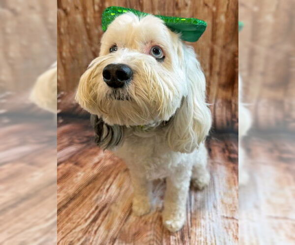 Medium Photo #4 Cock-A-Poo-Unknown Mix Puppy For Sale in Arlington, VA, USA