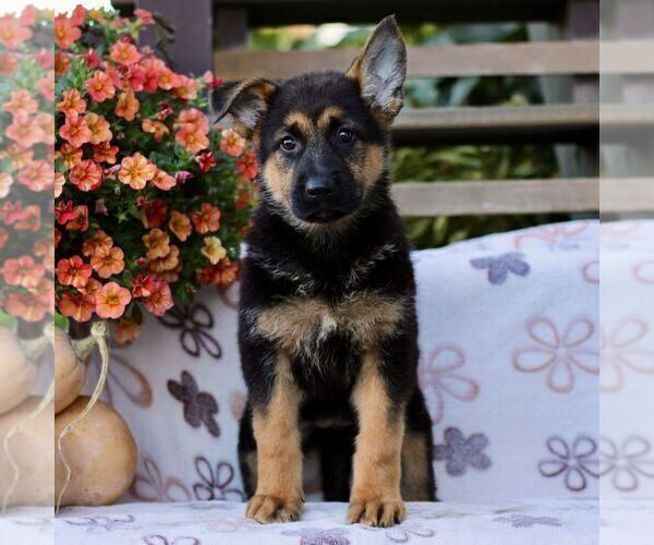 Medium Photo #3 German Shepherd Dog Puppy For Sale in LANCASTER, PA, USA