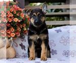 Camilla - Female German Shepherd Dog Puppy for Sale - Photo #3