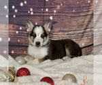 Puppy Pepper German Shepherd Dog