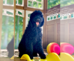 Small Photo #4 Poodle (Standard) Puppy For Sale in PAW PAW, MI, USA