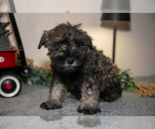 Medium Photo #2 Schnauzer (Miniature) Puppy For Sale in SHILOH, OH, USA