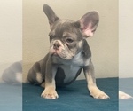 Small Photo #5 French Bulldog Puppy For Sale in DALLAS, TX, USA