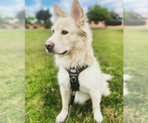 Samoyed-Unknown Mix Dogs for adoption in Chandler, AZ, USA