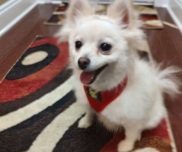 Medium Photo #1 Pomeranian Puppy For Sale in CITRONELLE, AL, USA