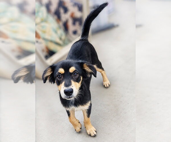 Medium Photo #2 Black and Tan Coonhound-Unknown Mix Puppy For Sale in San Diego, CA, USA
