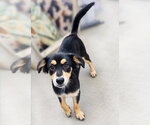 Small #1 Black and Tan Coonhound Mix