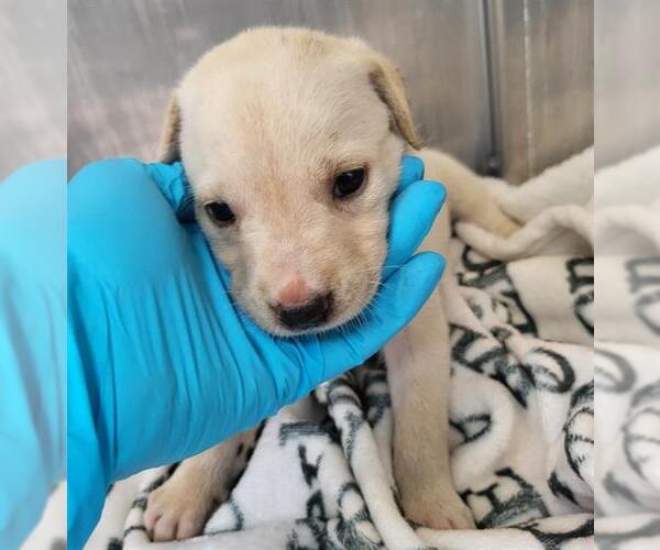 Medium Photo #1 Labrador Retriever-Unknown Mix Puppy For Sale in San Antonio, TX, USA