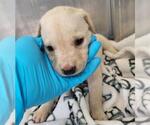 Small Labrador Retriever Mix