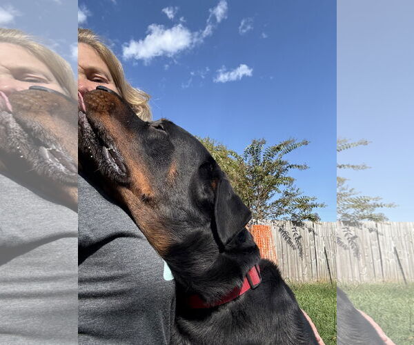 Medium Photo #5 Rottweiler Puppy For Sale in Mooresville, NC, USA