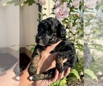 Small #5 Aussiedoodle Miniature 