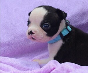 Boston Terrier Puppy for sale in BROOKSVILLE, FL, USA