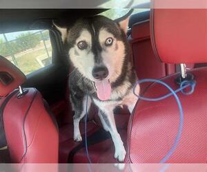 Siberian Husky Dogs for adoption in San Antonio, TX, USA