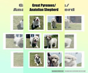 Anatolian Shepherd-Great Pyrenees Mix Puppy for sale in WING, ND, USA