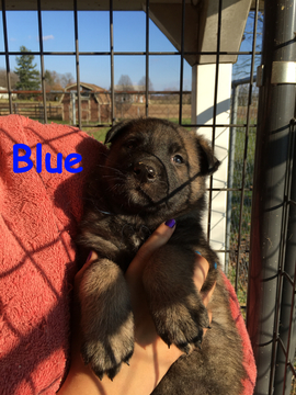 Medium Photo #41 German Shepherd Dog Puppy For Sale in BROOKEVILLE, MD, USA