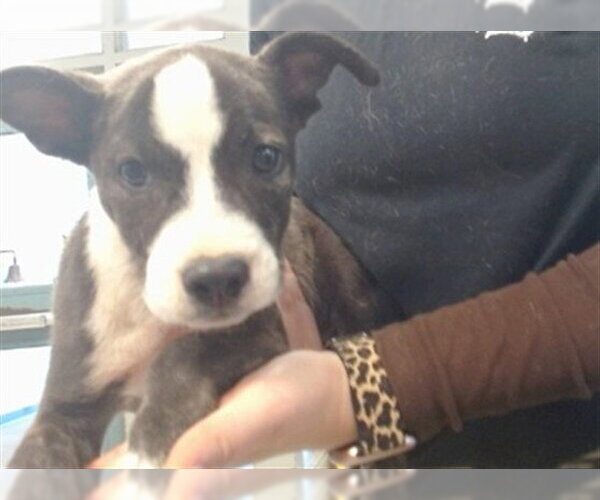 Medium Photo #1 Mutt Puppy For Sale in Oklahoma City, OK, USA