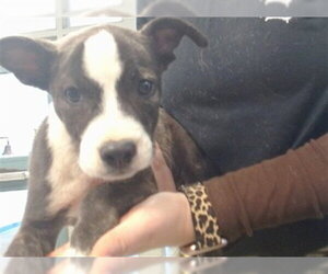 Mutt Dogs for adoption in Oklahoma City, OK, USA