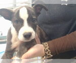 Small Mutt