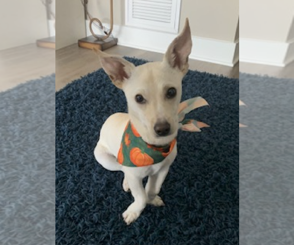 Medium Photo #8 Chihuahua-Unknown Mix Puppy For Sale in Rockville, MD, USA