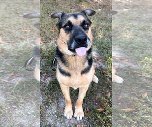 German Shepherd Dog-Unknown Mix Dogs for adoption in Attalka, AL, USA