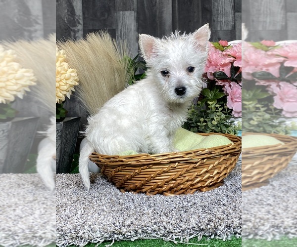 Medium Photo #3 West Highland White Terrier Puppy For Sale in CANOGA, NY, USA