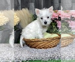 Small #2 West Highland White Terrier