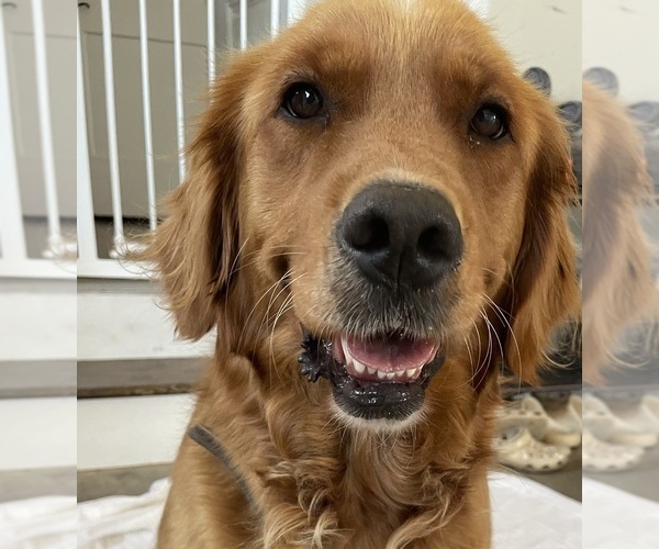 Medium Photo #1 English Cream Golden Retriever-Golden Retriever Mix Puppy For Sale in LITITZ, PA, USA