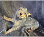 Small #5 Mutt