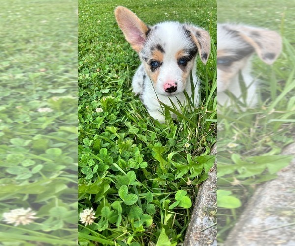 Medium Photo #6 Pembroke Welsh Corgi Puppy For Sale in WINFIELD, PA, USA