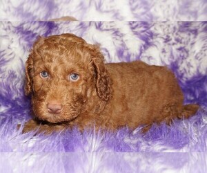 Miniature Labradoodle Puppy for sale in LA HABRA, CA, USA