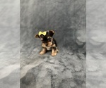 Small #3 Yorkshire Terrier