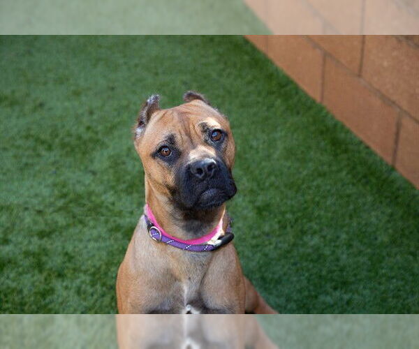 Medium Photo #4 Boxer-Unknown Mix Puppy For Sale in Moreno Valley, CA, USA