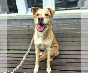 Aussiedor Dogs for adoption in Long Beach, CA, USA